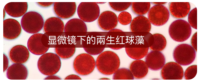 艾诗特3499拉斯维加斯