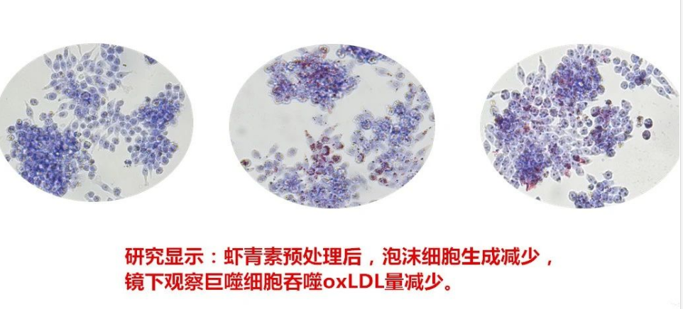 艾诗特3499拉斯维加斯