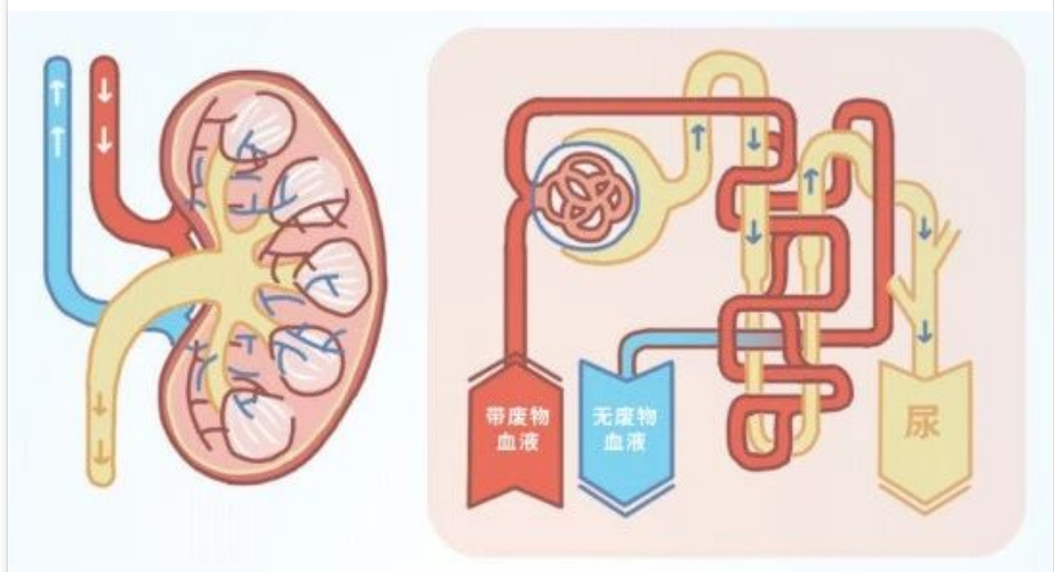 艾诗特3499拉斯维加斯