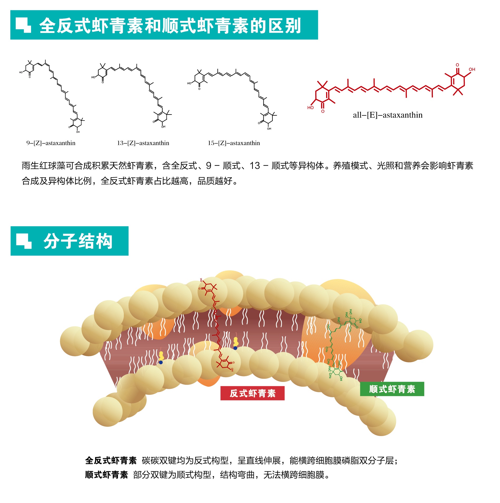 艾诗特3499拉斯维加斯