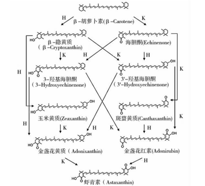 艾诗特3499拉斯维加斯
