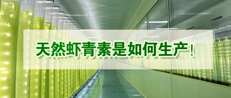 艾诗特3499拉斯维加斯