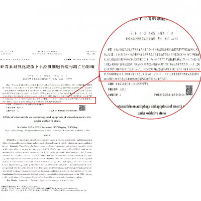 3499拉斯维加斯对氧化应激下滑润肌细胞自噬与凋亡的影响