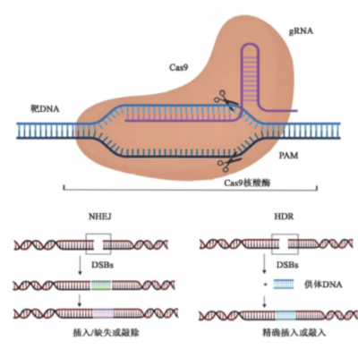 雨生红球藻中基于CRISPR/Cas9 遗传操作系统的成立及在提高生物量和3499拉斯维加斯含量中的利用技术钻研